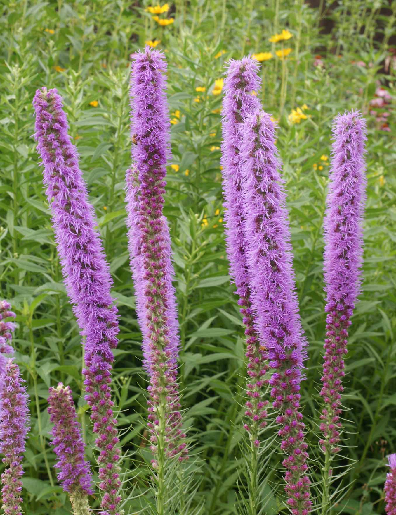 Thickspike Gayfeather