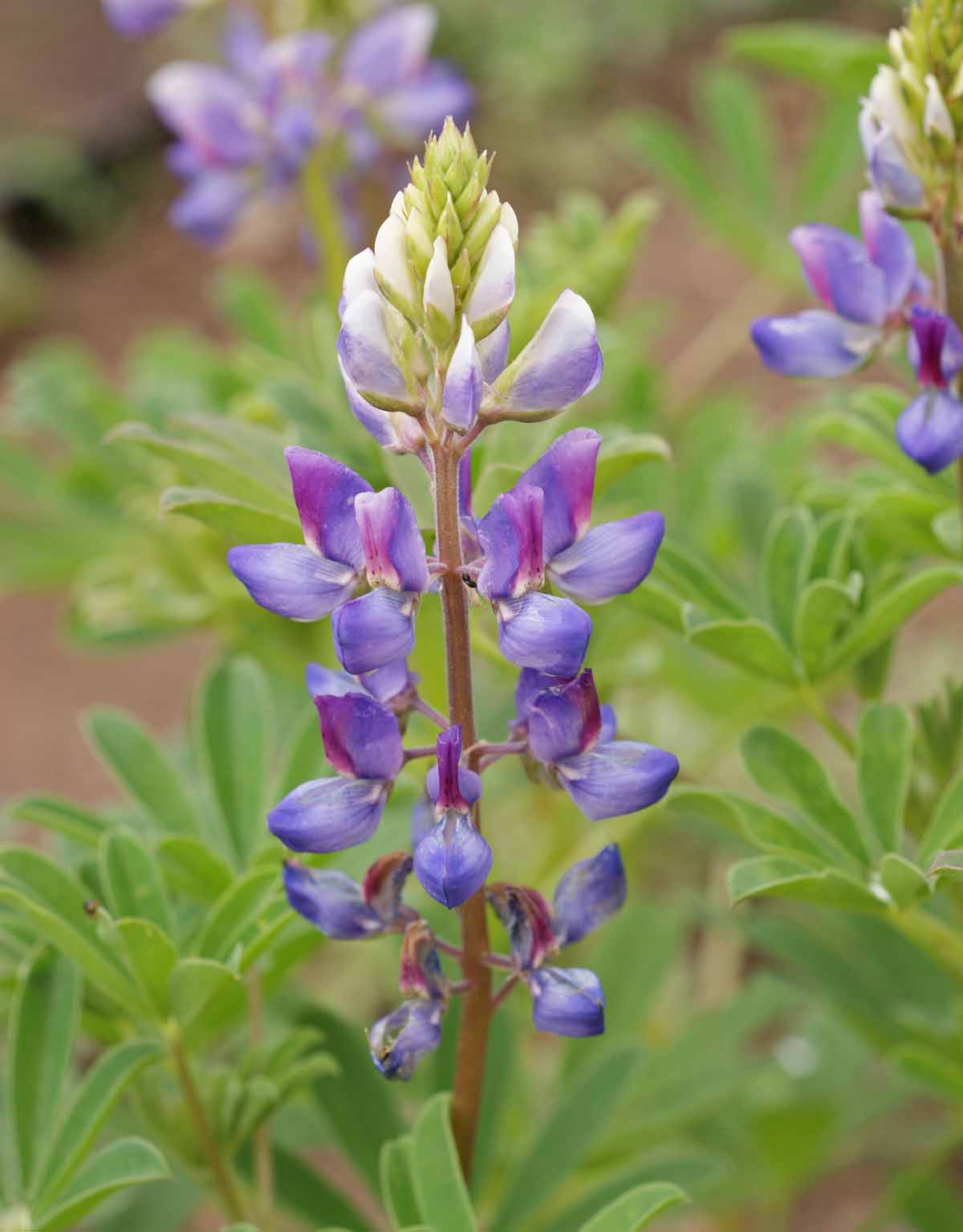 Arroyo Lupine