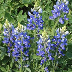 Texas Bluebonnet