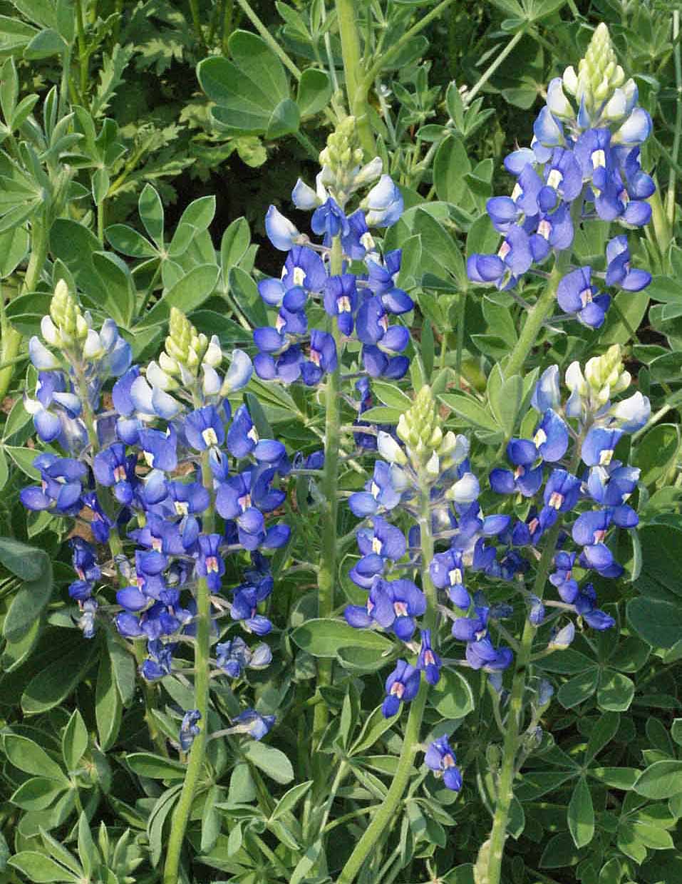 Texas Bluebonnet