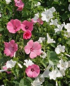 Tree Mallow