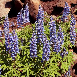Mountain Lupine