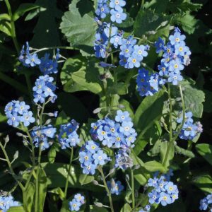 Forget-Me-Not