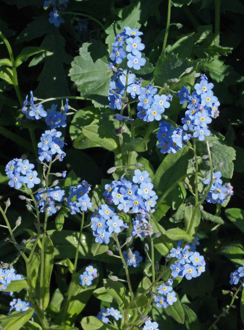 Forget-Me-Not