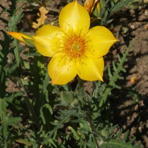 Blazing Star