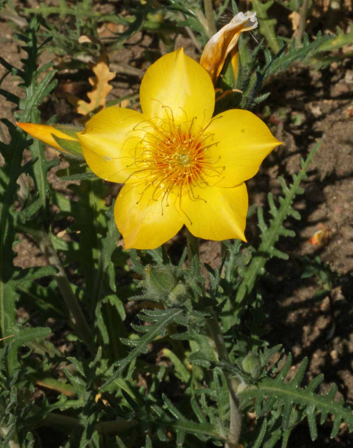 Blazing Star