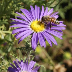 Prairie Aster