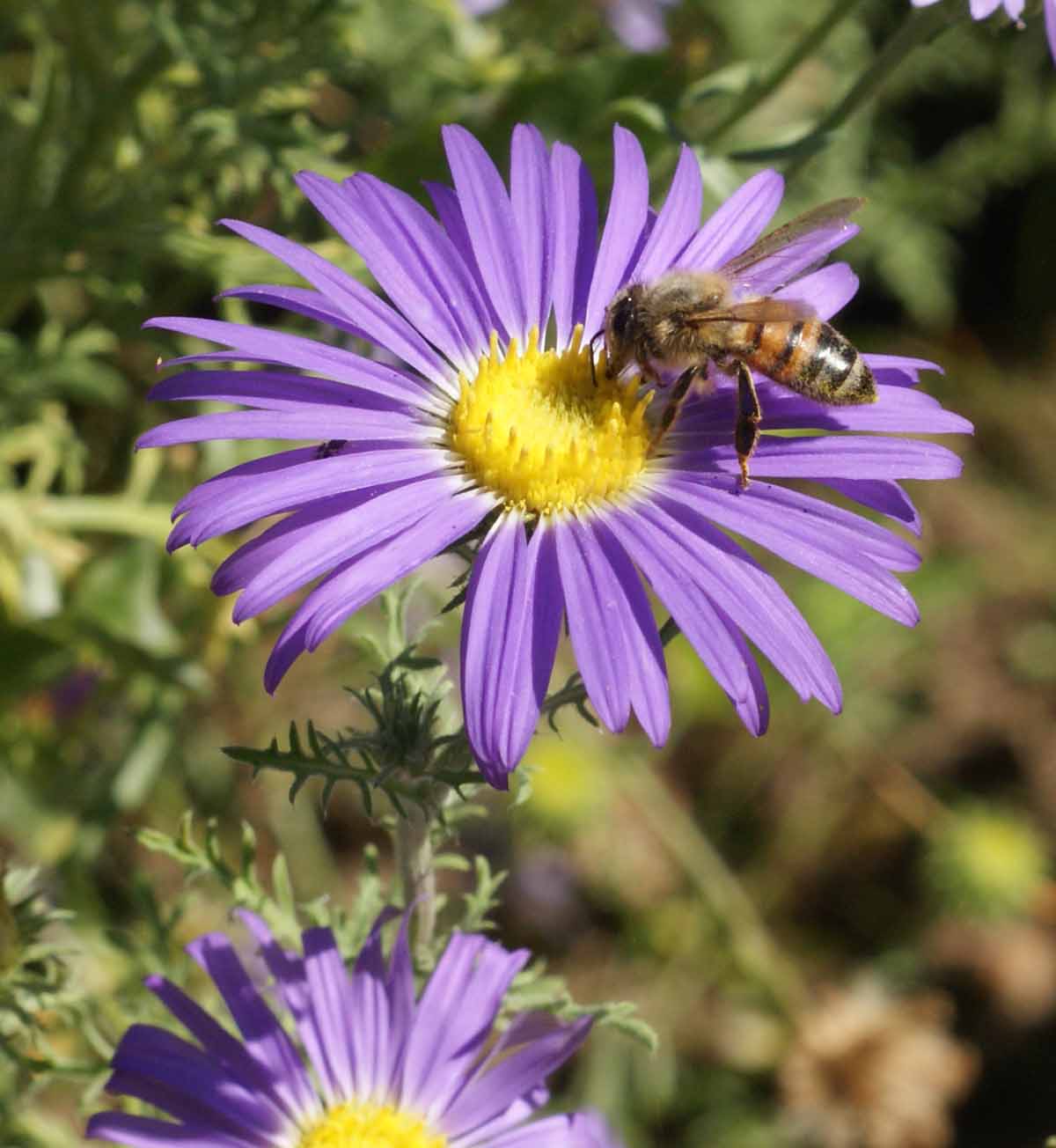 Prairie Aster
