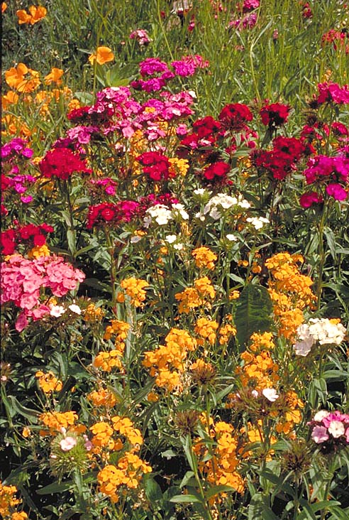 Northeast Value Mix