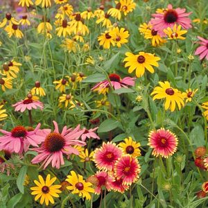 Native Perennial Mix