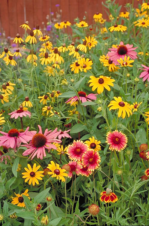 Native Perennial Mix