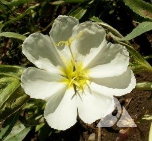 Pale Evening Primrose