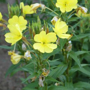 Common Evening Primrose
