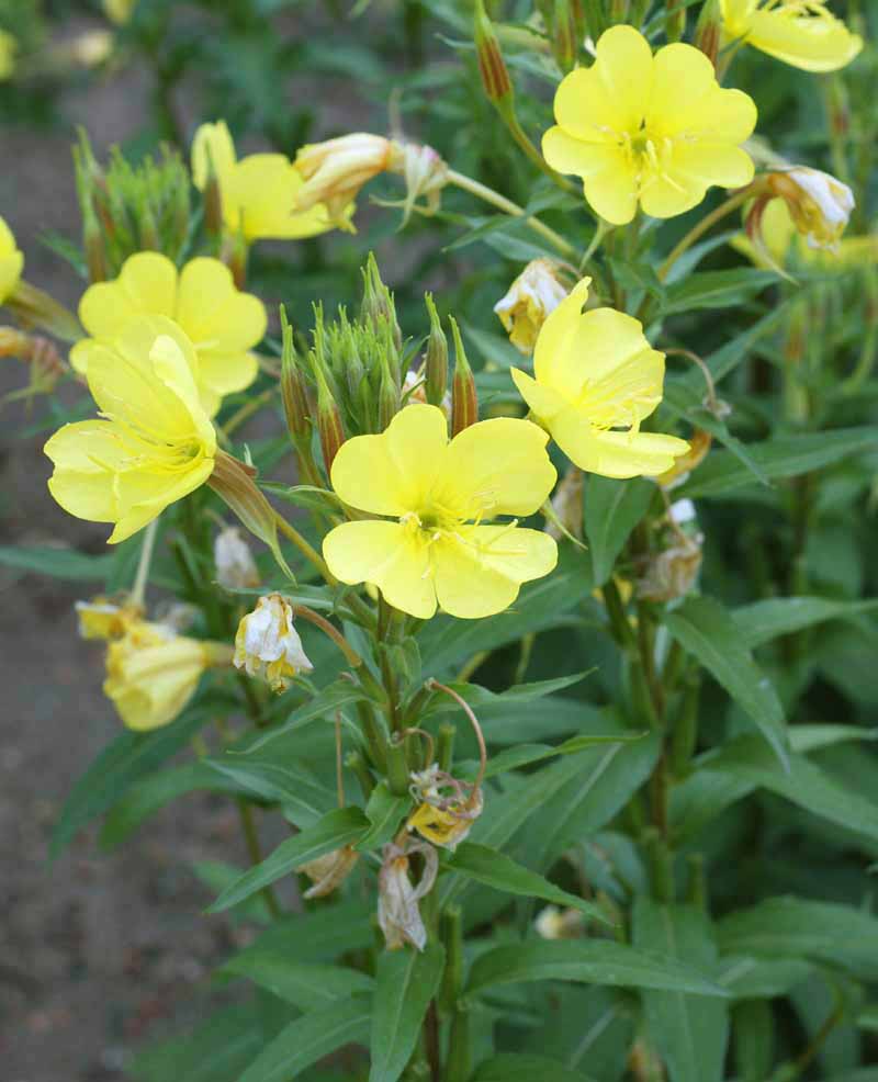 Common Evening Primrose