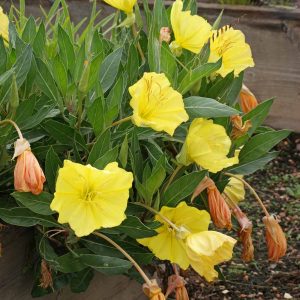 Dwarf Evening Primrose