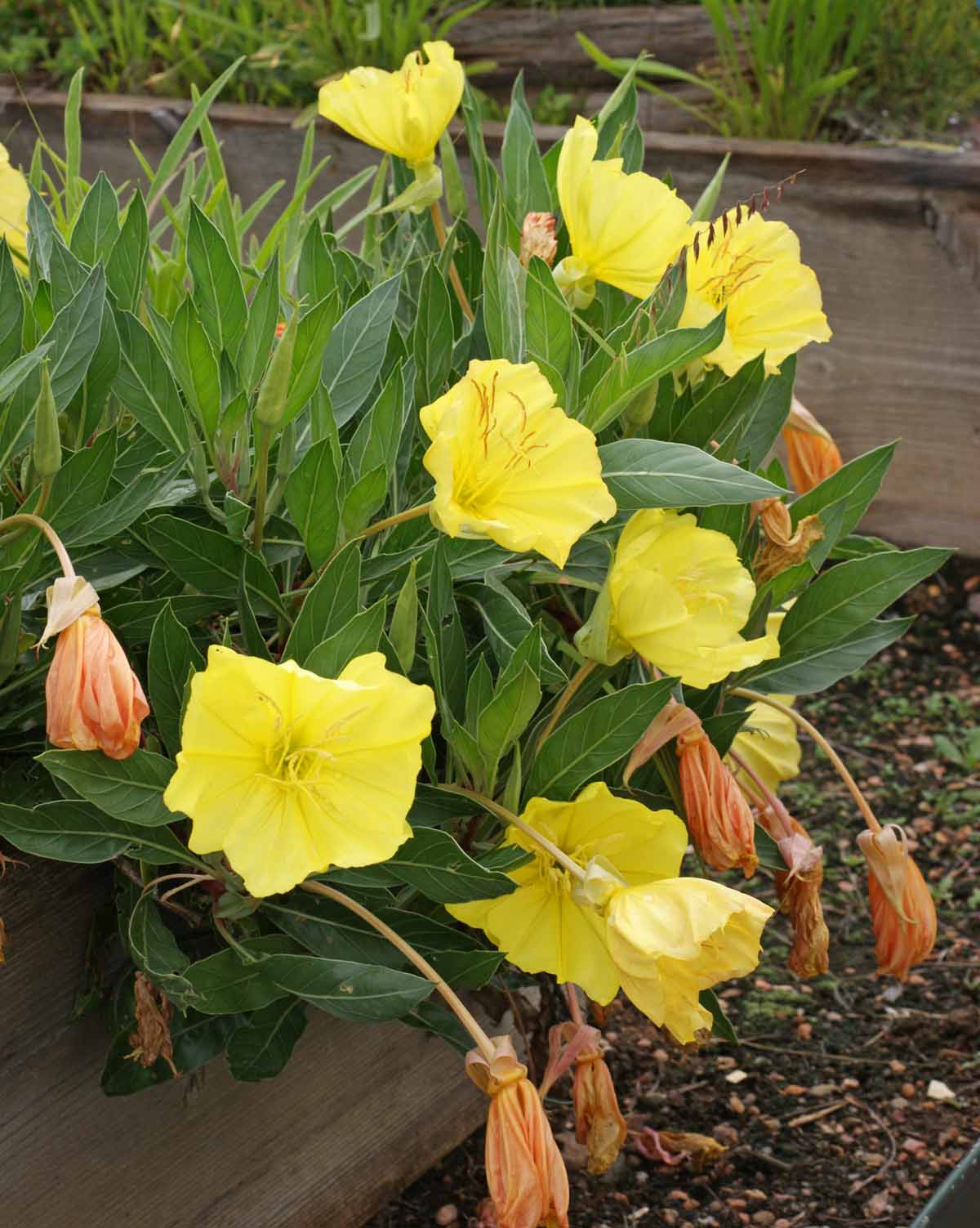 Dwarf Evening Primrose