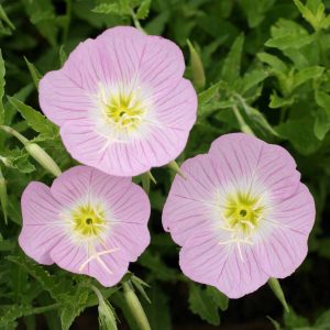 Showy Evening Primrose