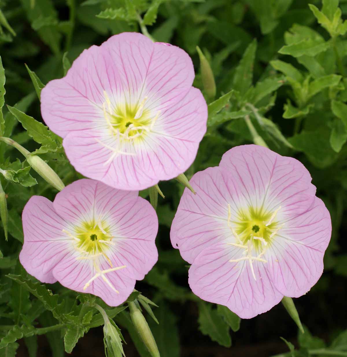 Showy Evening Primrose