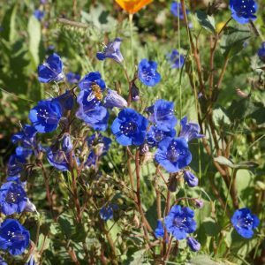 California Bluebell