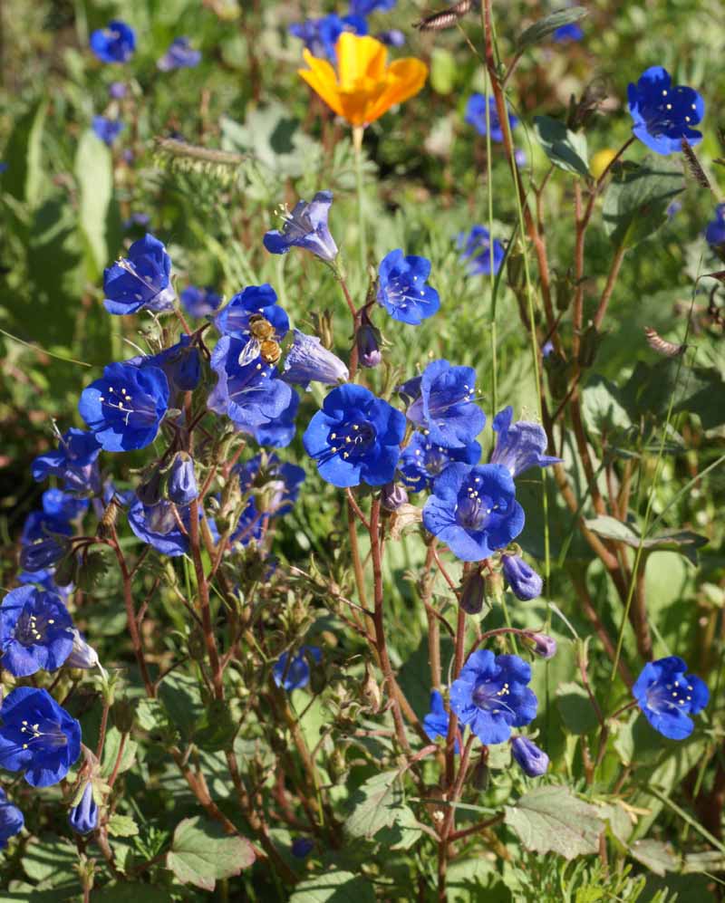 California Bluebell
