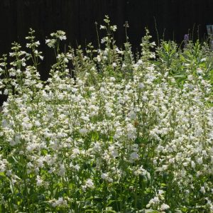 Smooth Penstemon