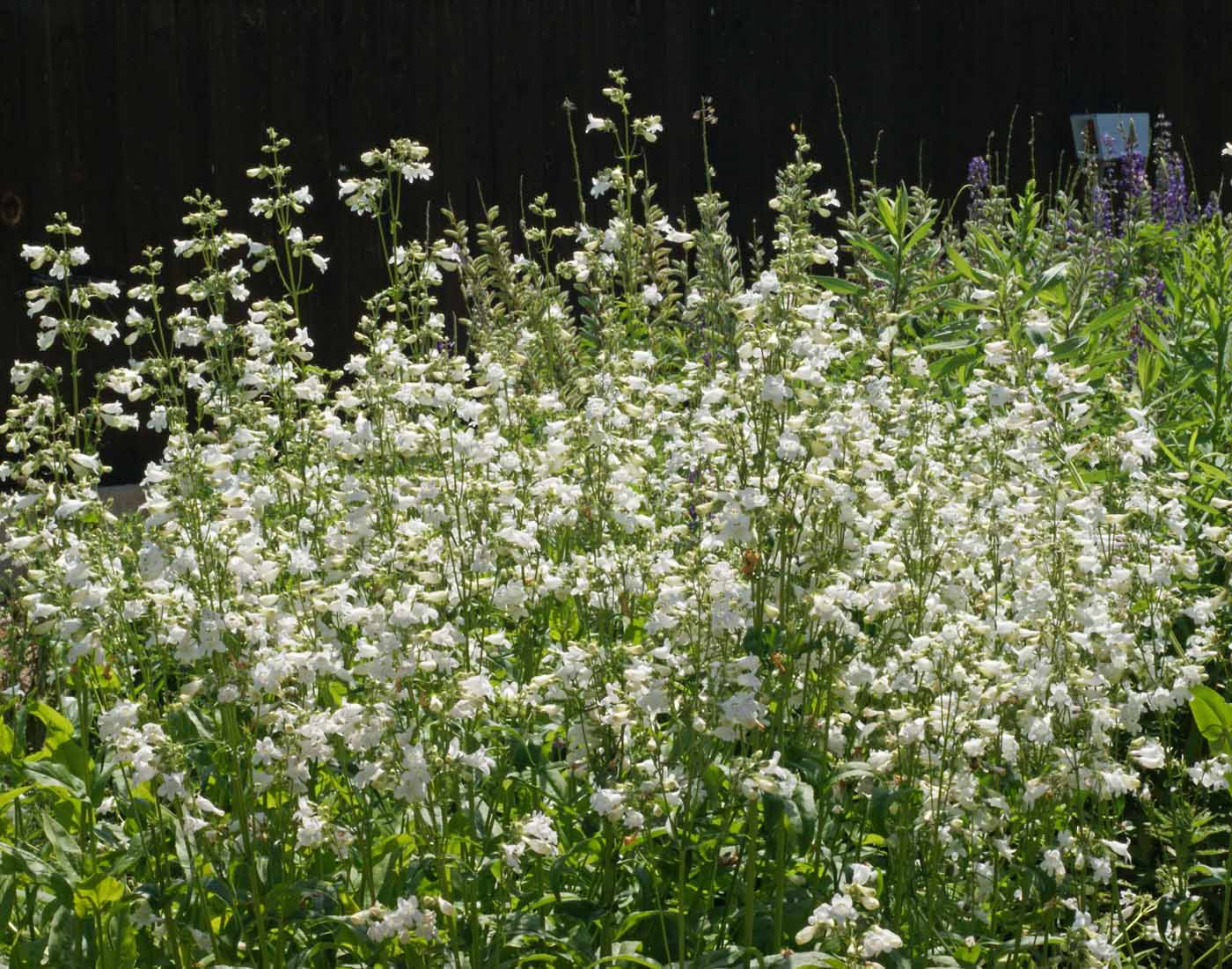 Smooth Penstemon
