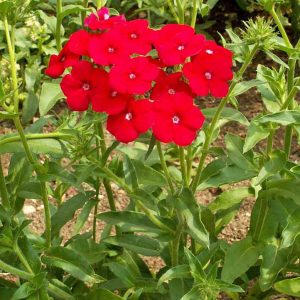 Red Annual Phlox