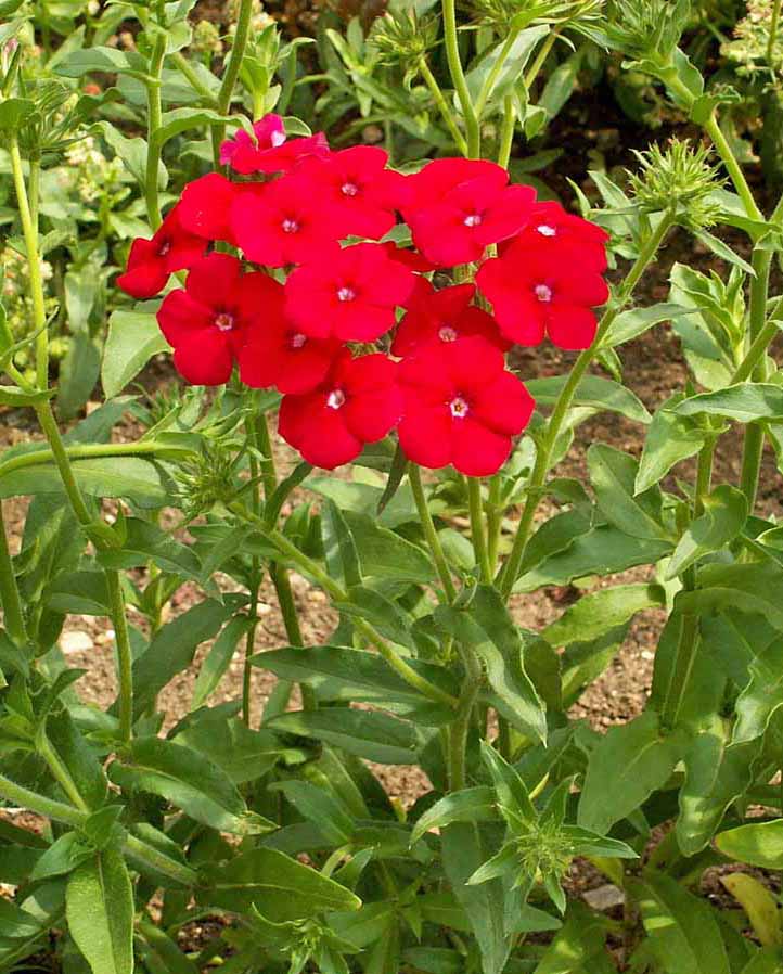 Red Annual Phlox