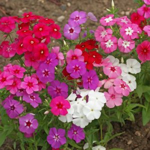 Annual Phlox, mixed colors