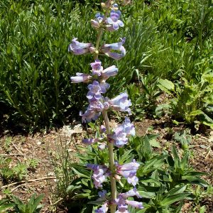 Narrow-leafed Beardtongue
