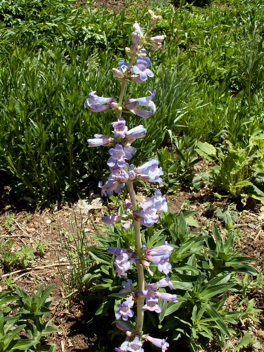 Narrow-leafed Beardtongue