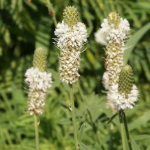White Prairie Clover