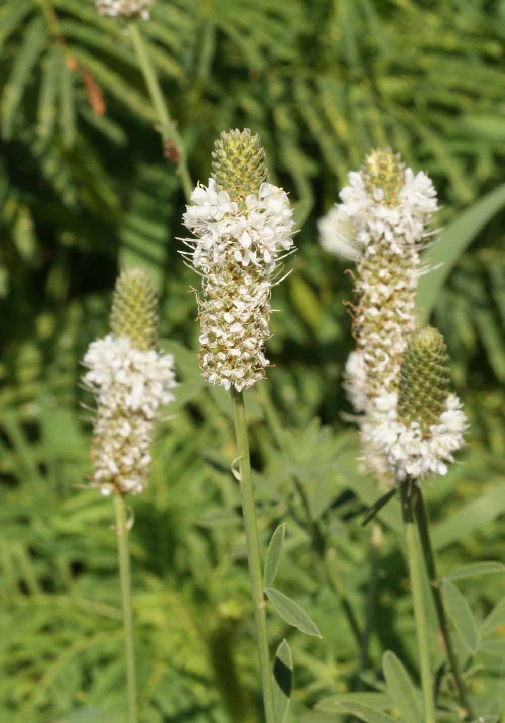 White Prairie Clover