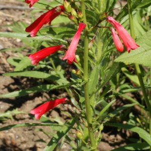 Eaton's Penstemon