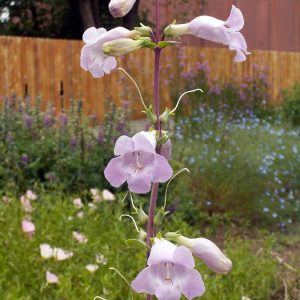 Shell-leafed Penstemon