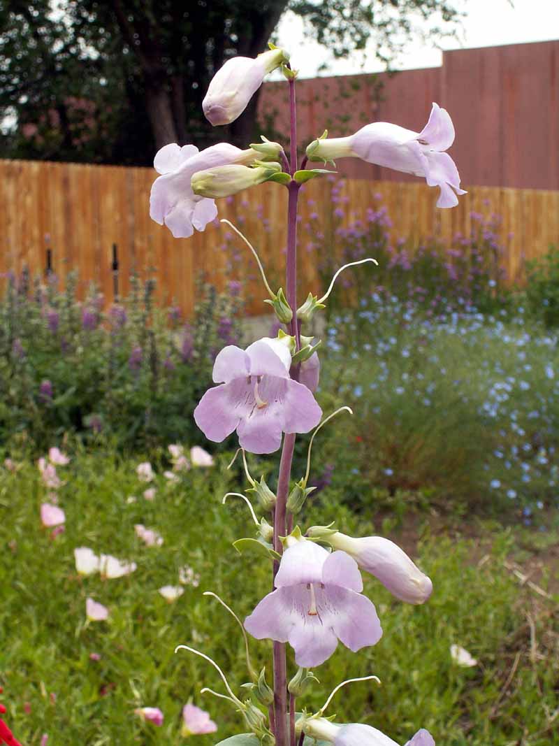 Shell-leafed Penstemon