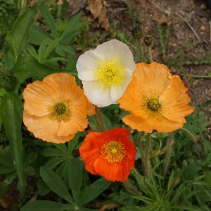 Iceland Poppy