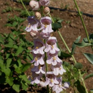 Palmer Penstemon