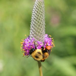 Purple Prairie Clover