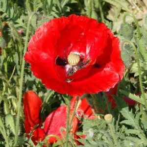 Red Corn Poppy