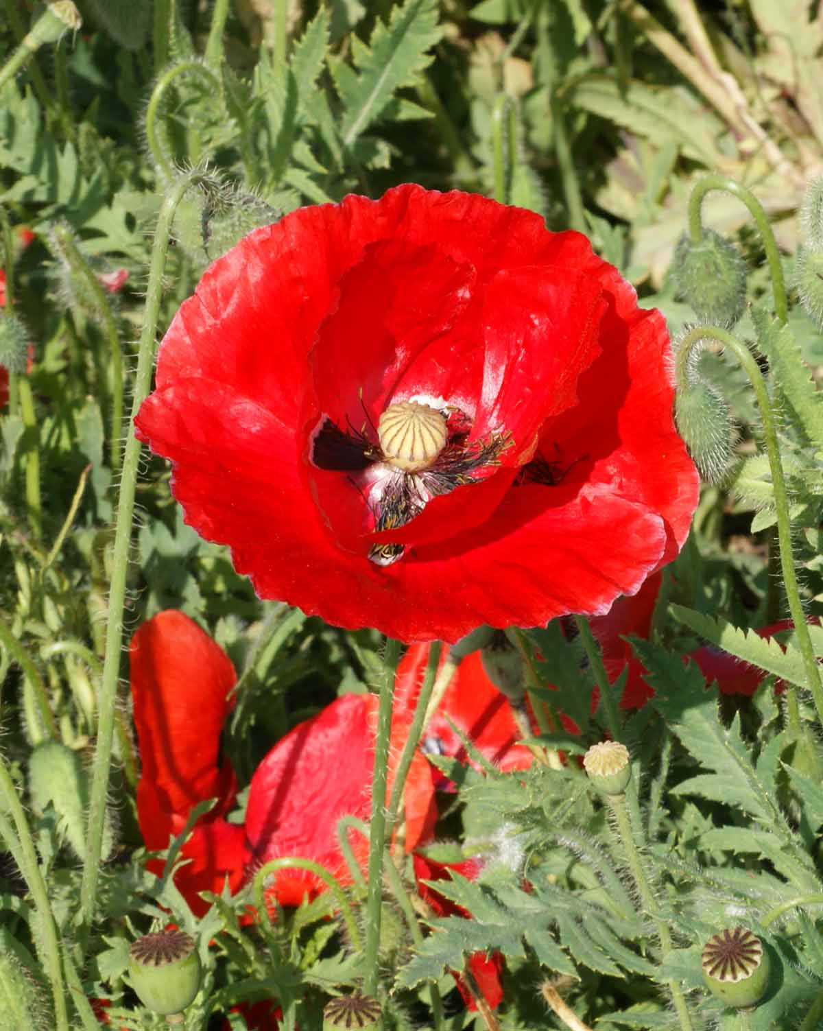 Red Corn Poppy