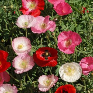 Corn Poppy