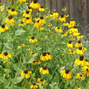 Clasping Coneflower