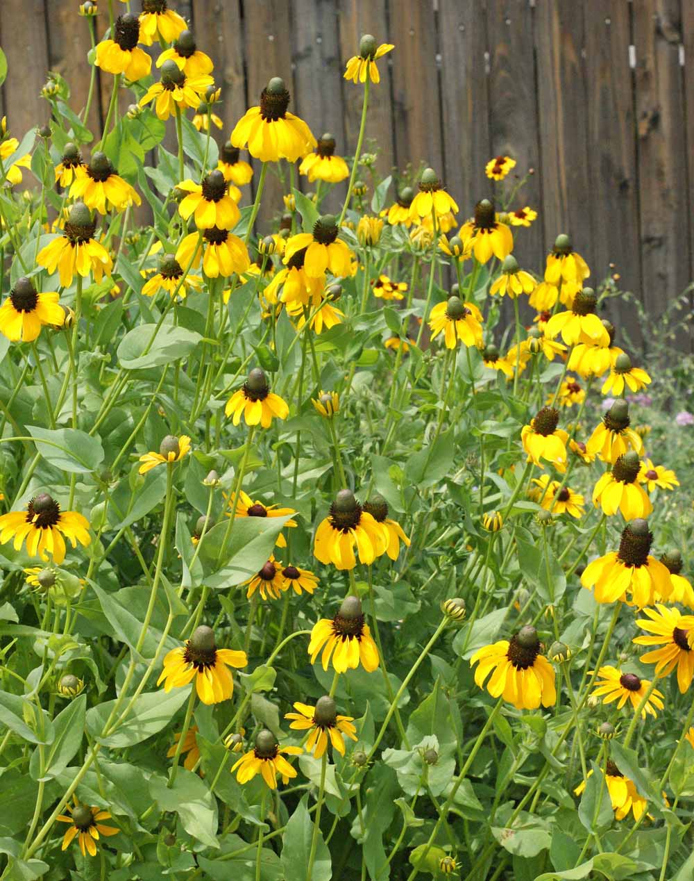 Clasping Coneflower