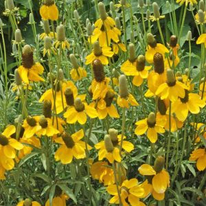 Prairie Coneflower