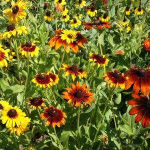 Gloriosa Daisy