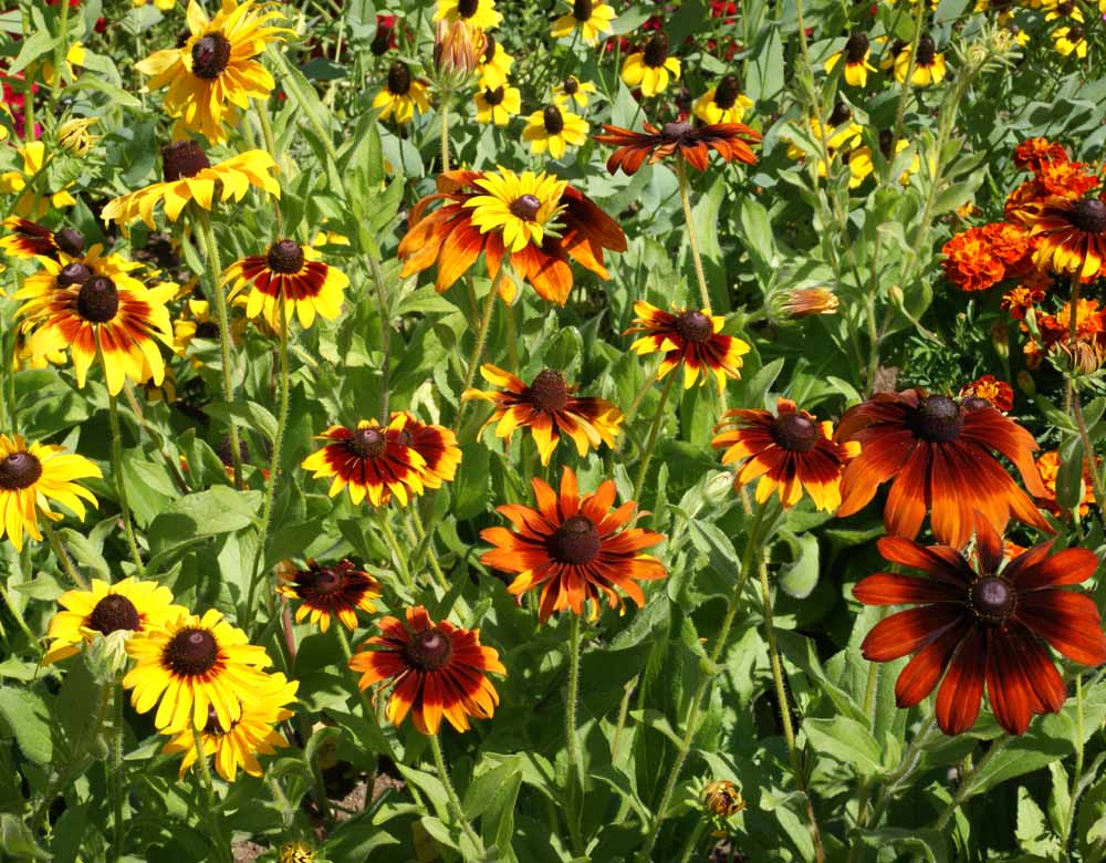 Gloriosa Daisy