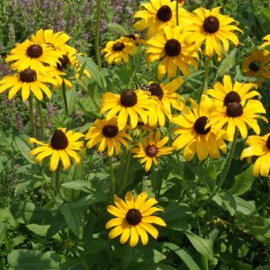 Black-eyed Susan