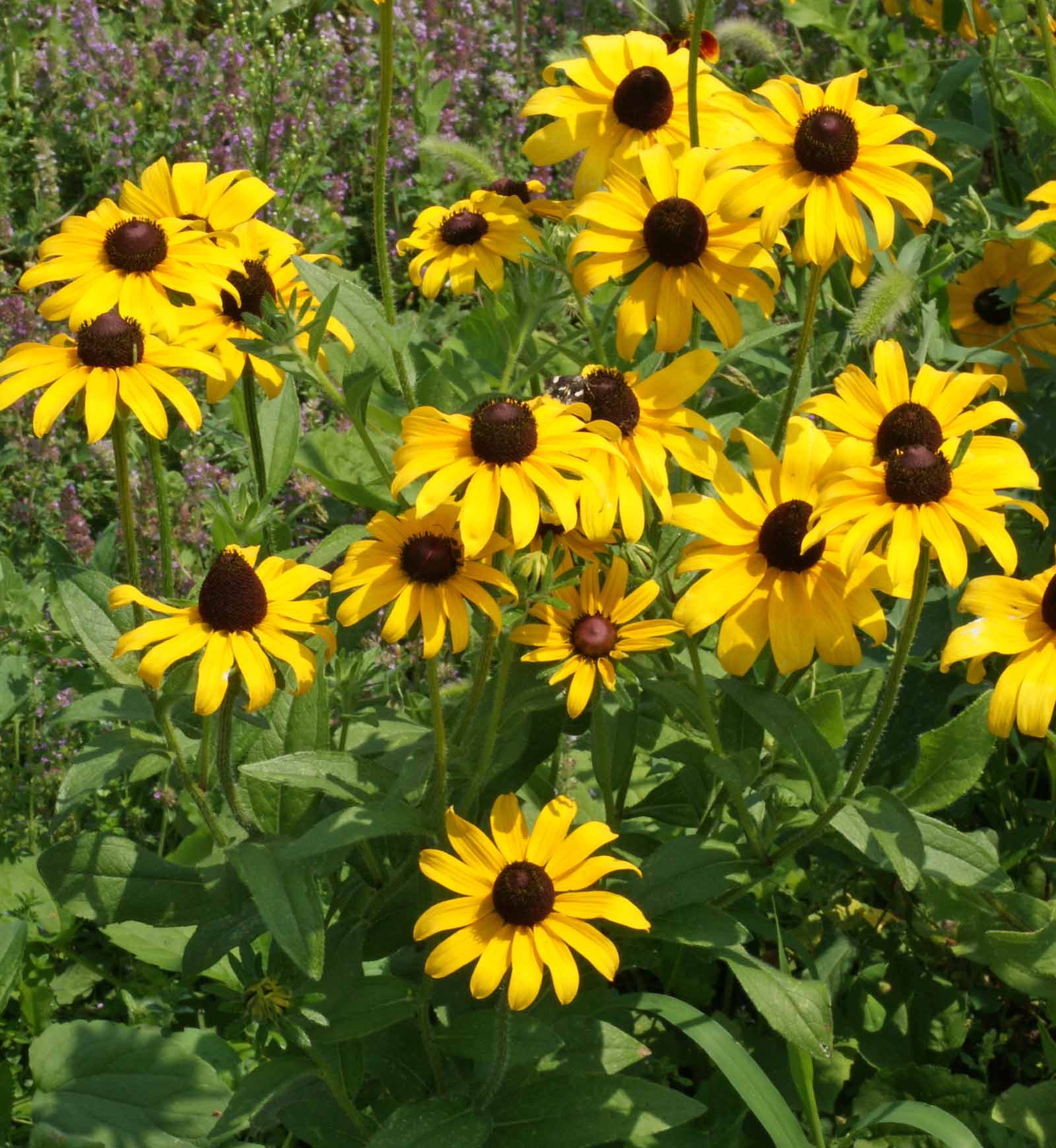 Black-eyed Susan