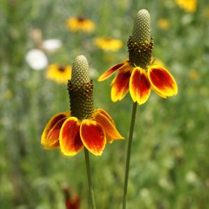 Mexican Hat